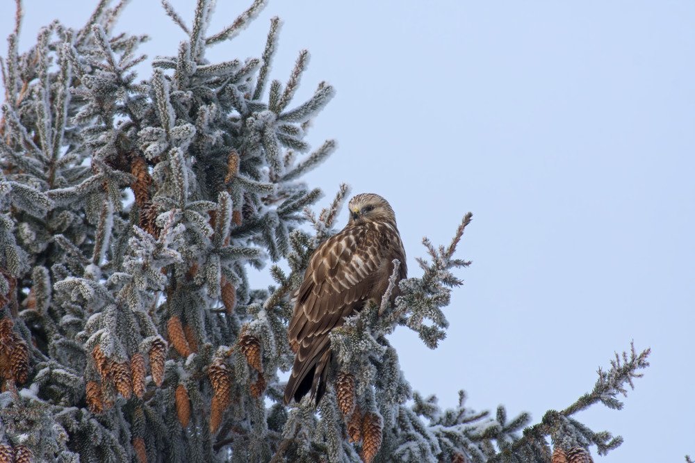 Рождественская встреча