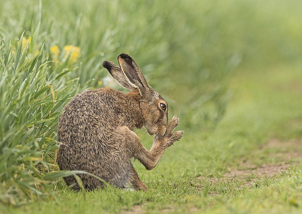 Ах какие ножки