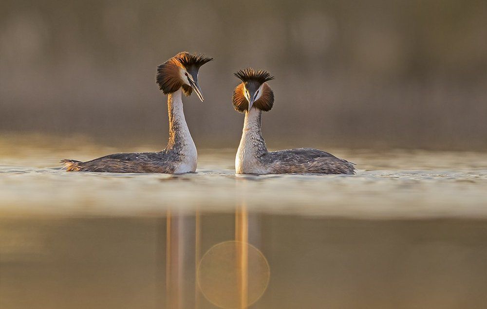 Влюблённые