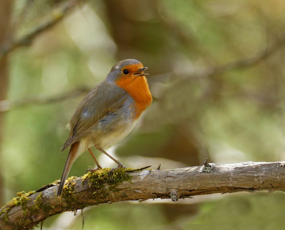 Лесная певунья