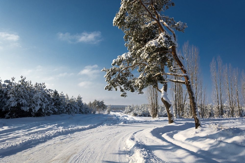 Зимний день в сосновом лесу