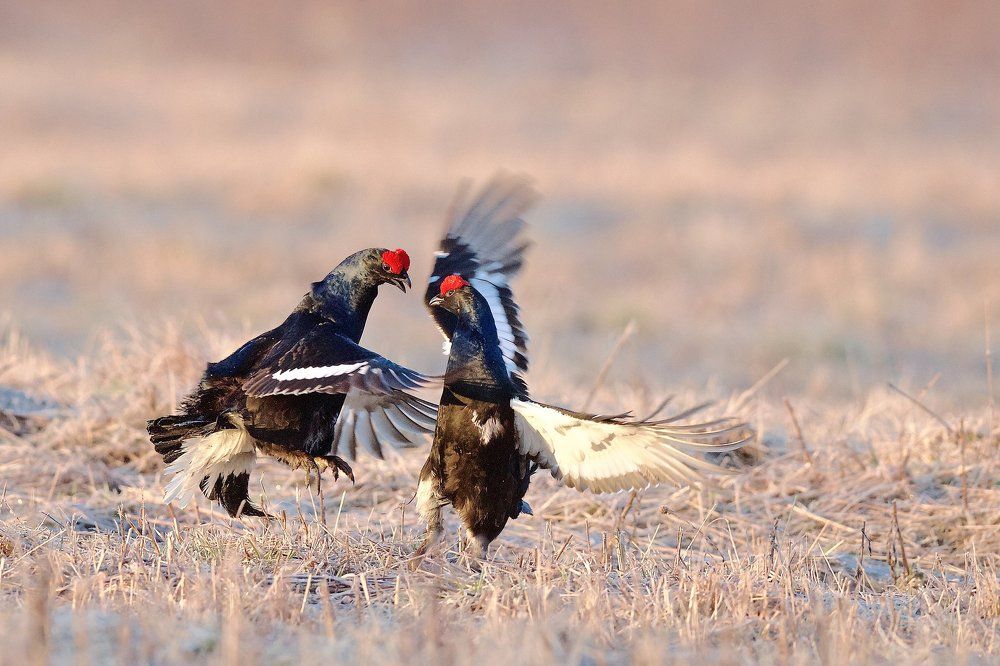 Динамика тетеревиного тока