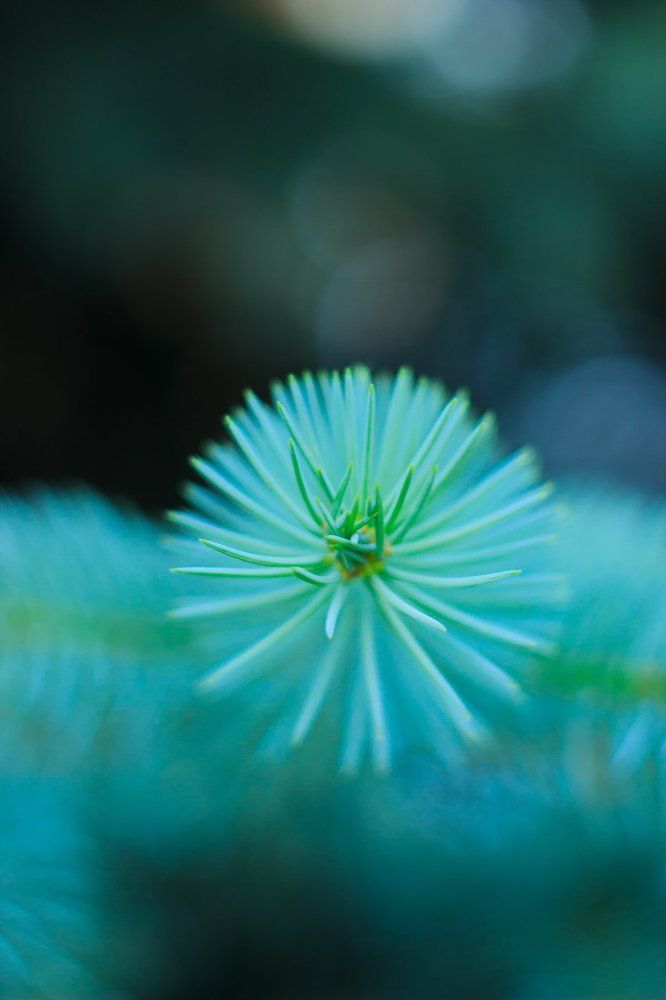 Голубая ель