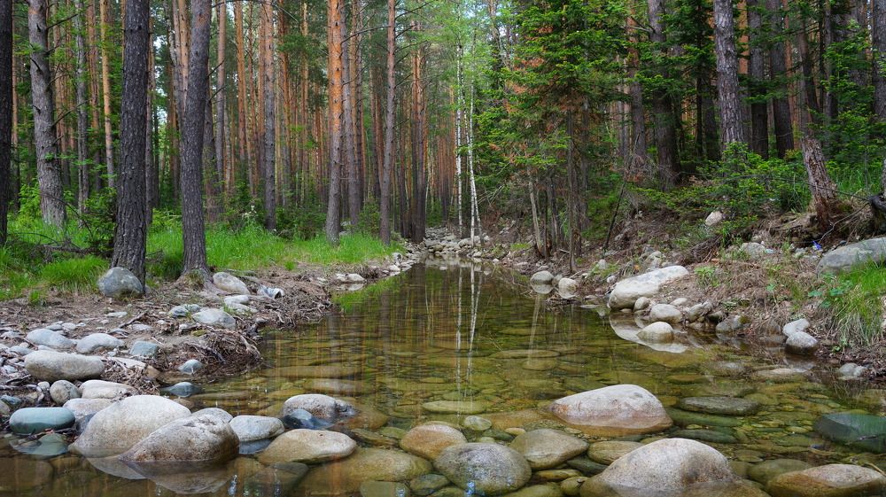 в сосновом бору