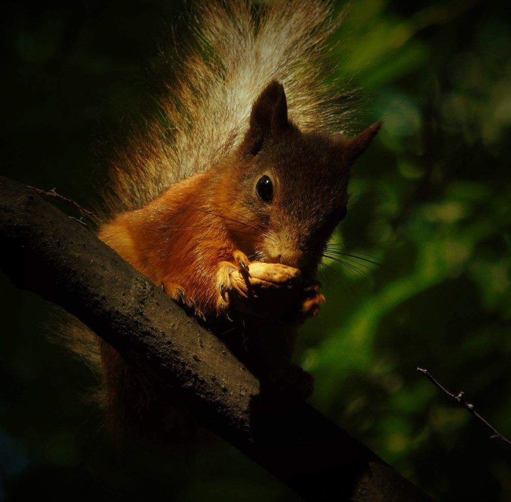 Белкапортрет