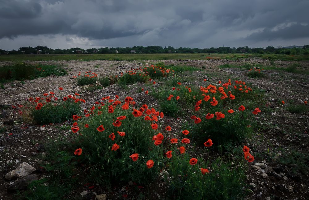 Самоцветы степи.