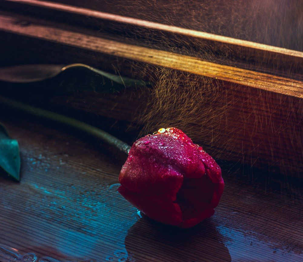 Искры тюльпана