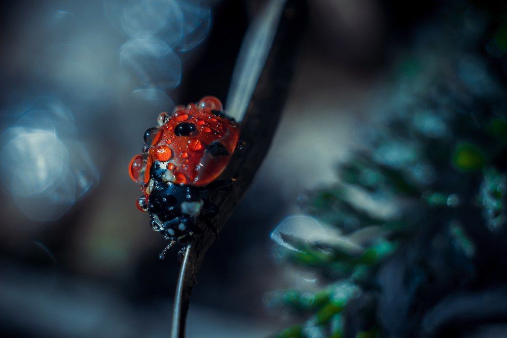 Хранитель росы