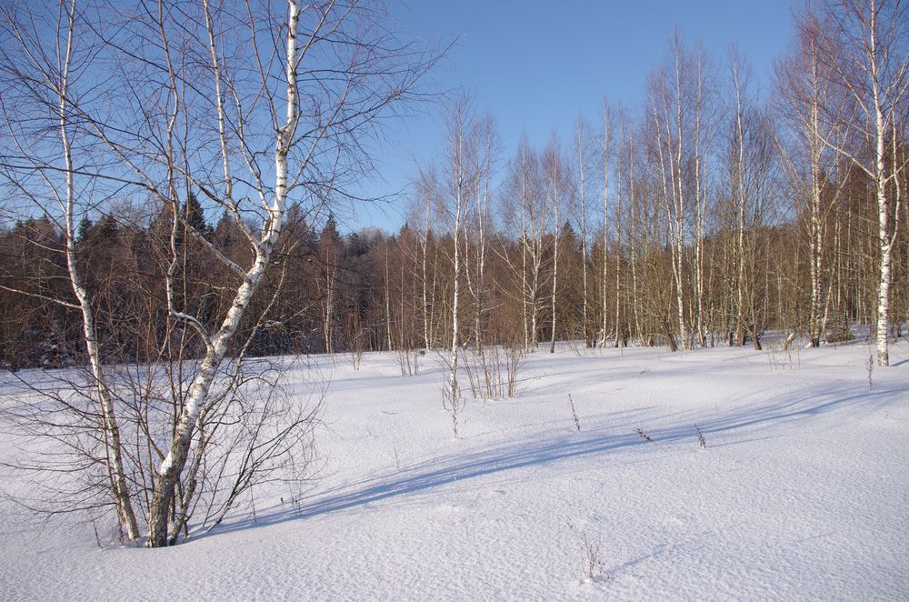 Photo #13100013