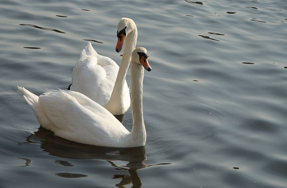 Photograph by Юрий Чистяков