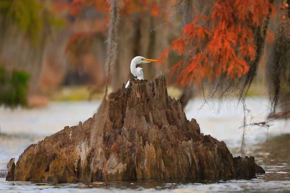 Photograph by Rocco Galati