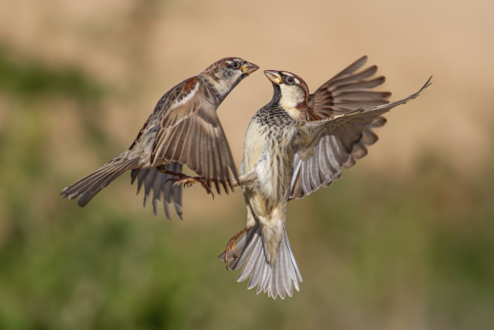 Photograph by אילן מנשה