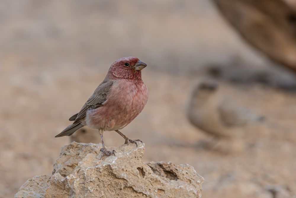 Фотография автора אילן מנשה