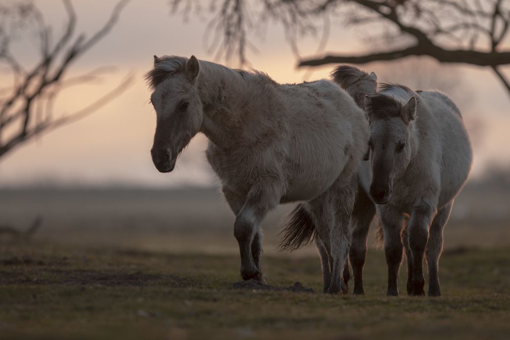 Photograph by Marcin Parzybut