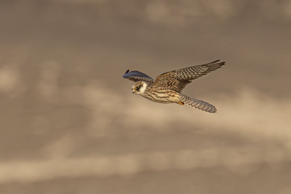 Фотография автора אילן מנשה