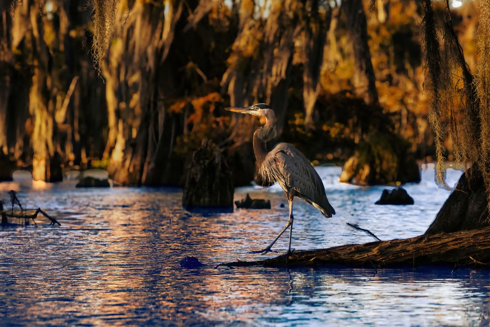 Photograph by Rocco Galati