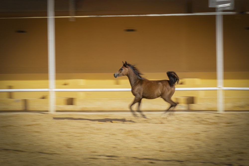 Photograph by Nemah Naji