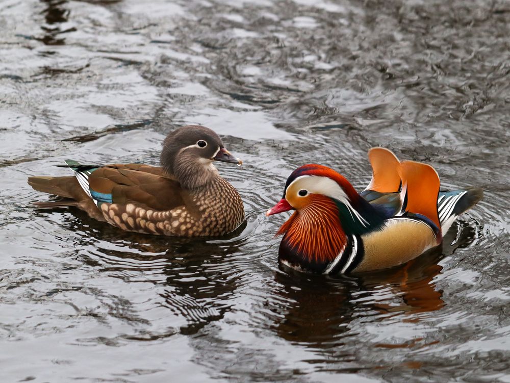 Photograph by Ирина Корабельникова