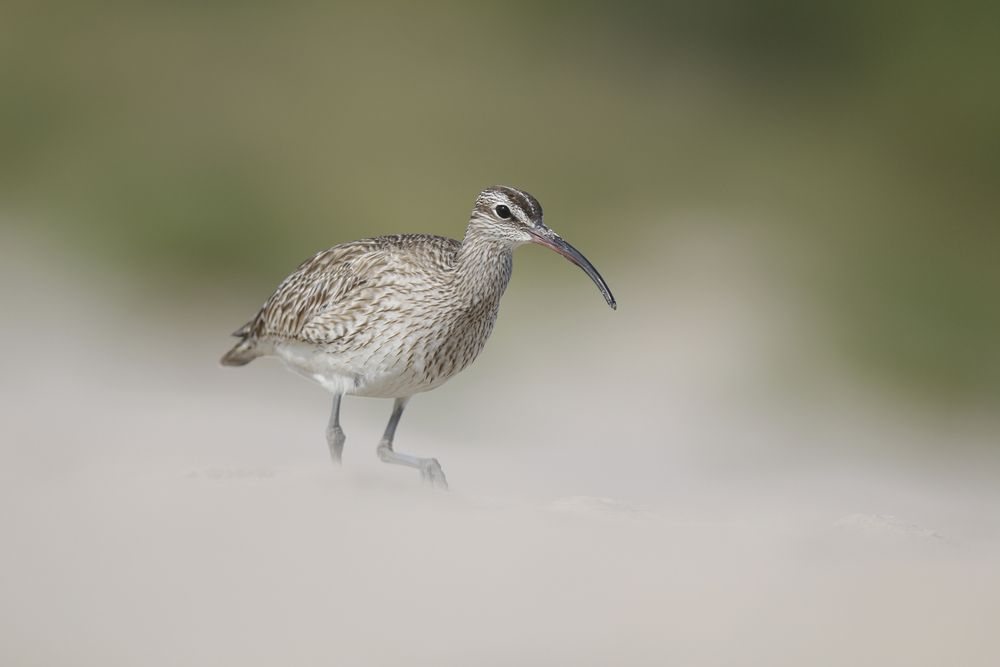 Photograph by Marcin Parzybut