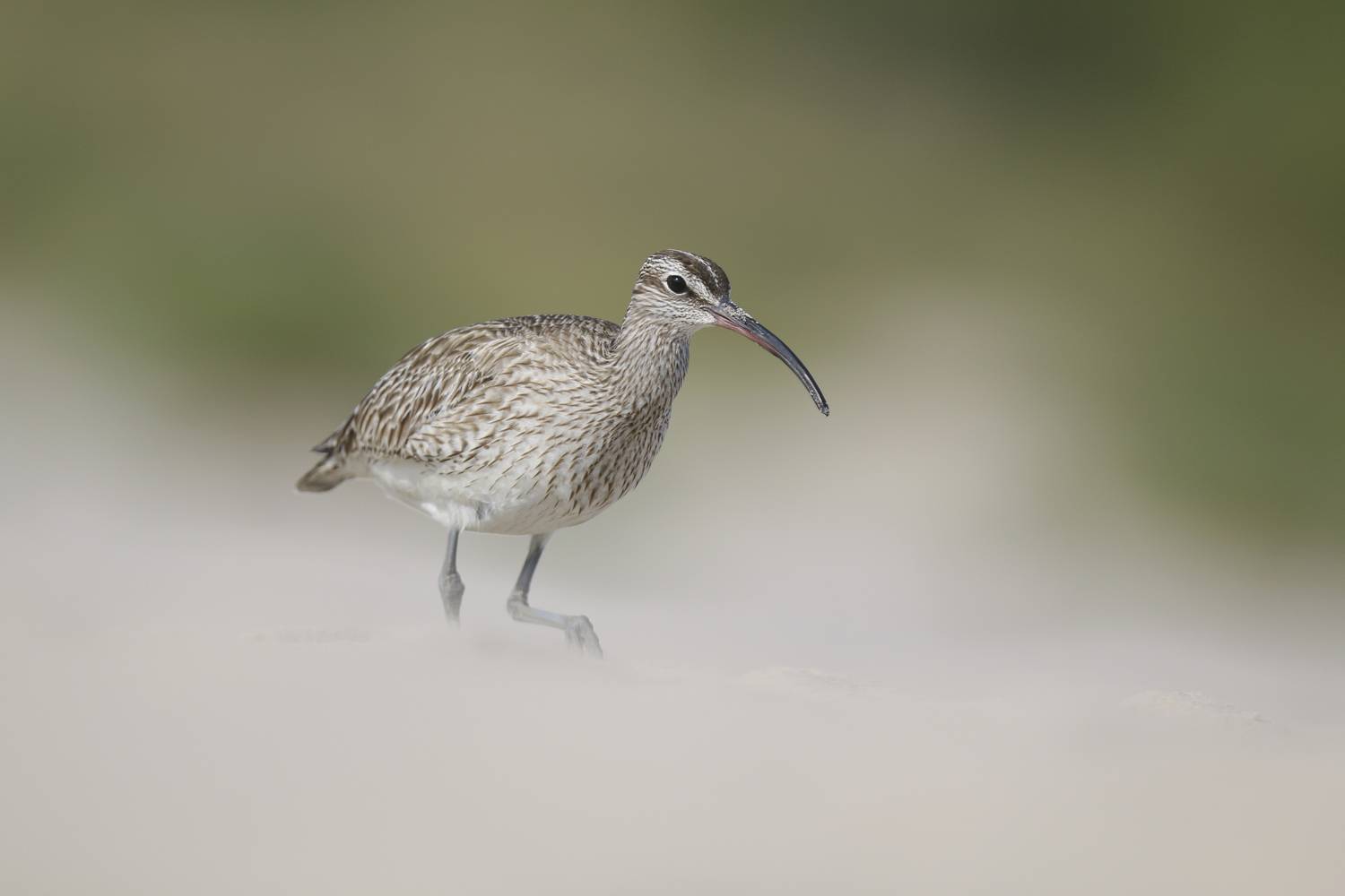 Фотография #13100170