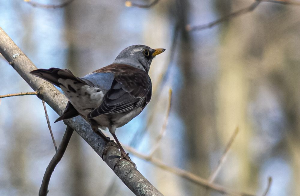 Photograph by Михаил Наволокин
