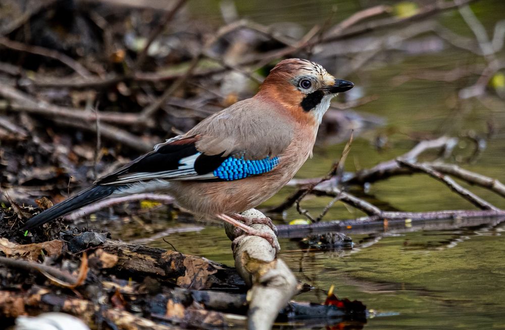 Photograph by Михаил Наволокин