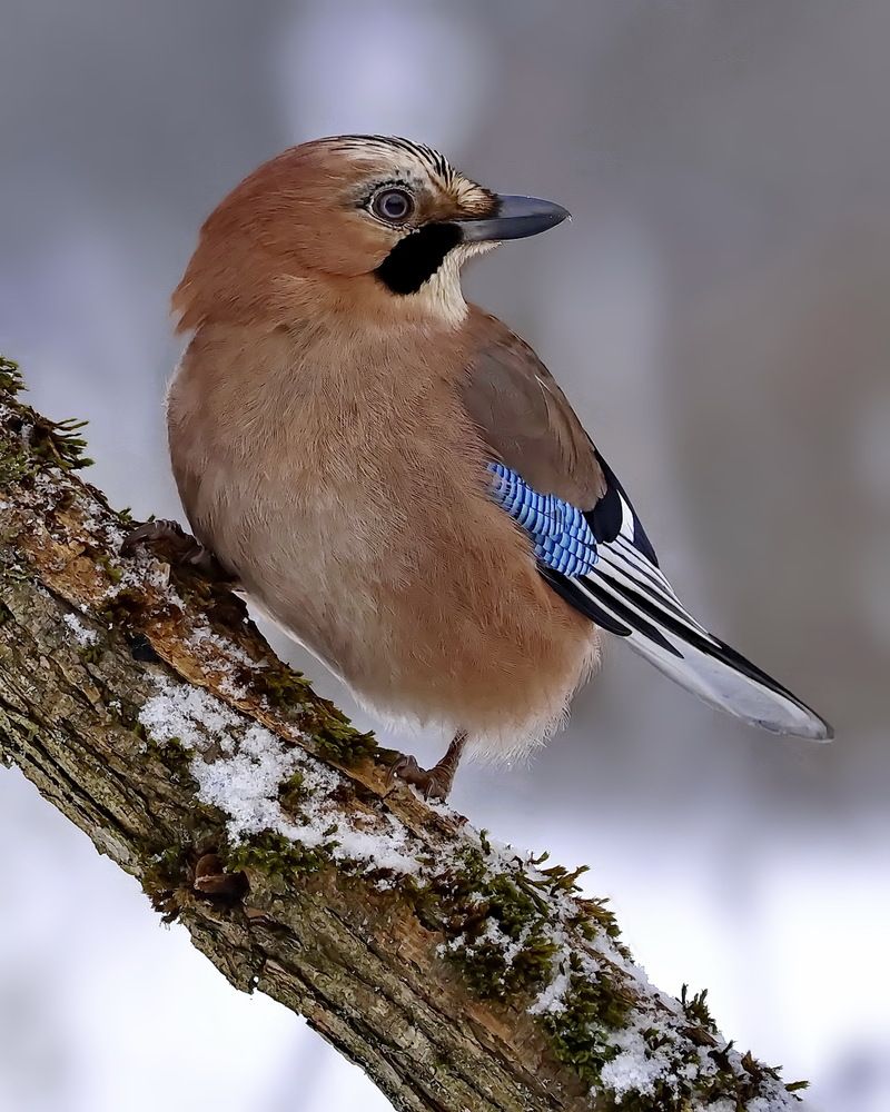 Photograph by Игорь Чеботарёв