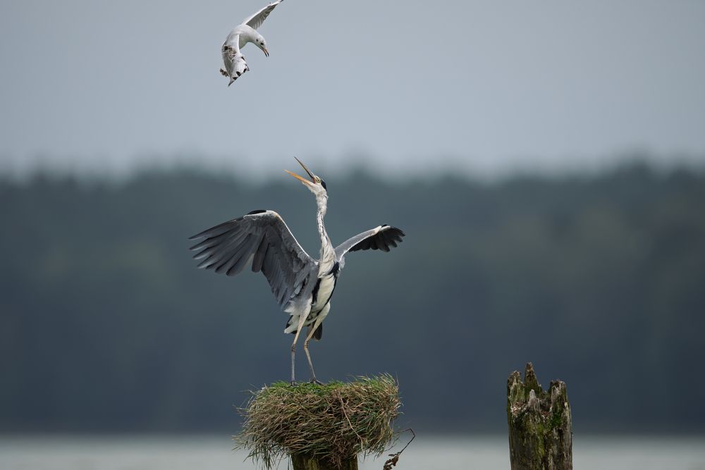 Photograph by Дмитрий Федорако