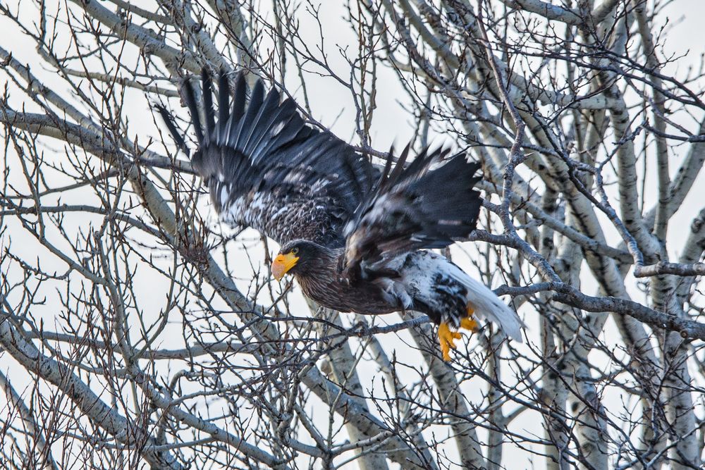 Photograph by Юрий Лавренюк