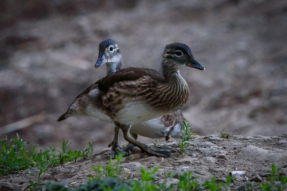 Photograph by Юрий Лавренюк