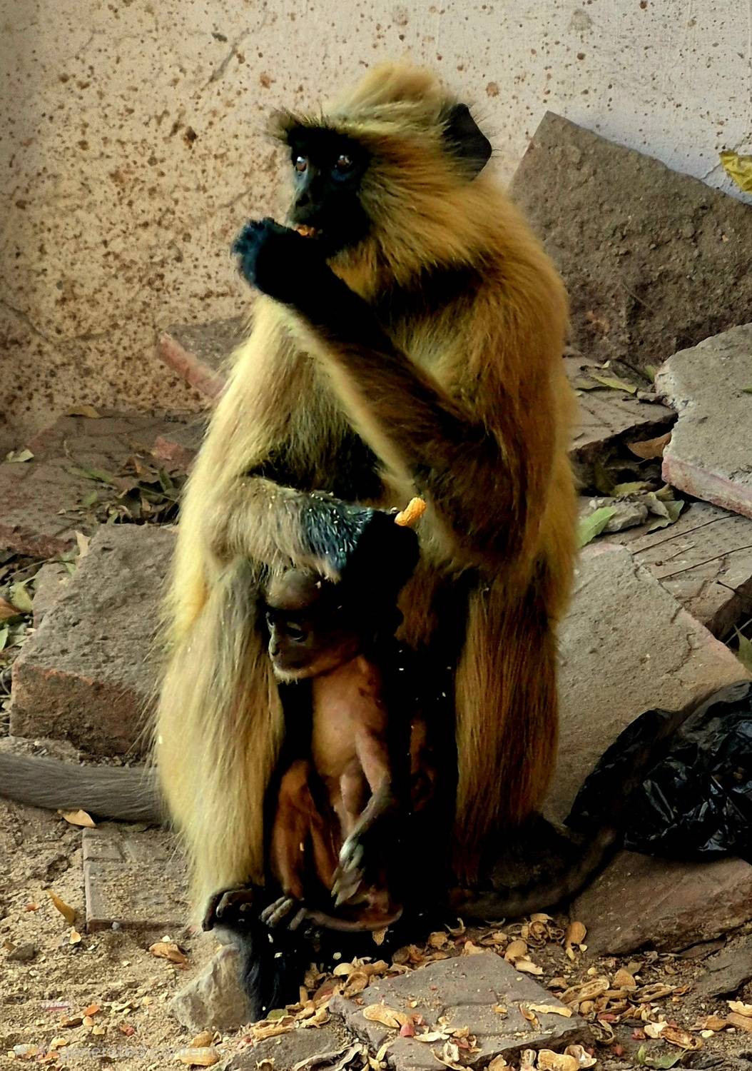 Monkey In Gate Monkey In Gate