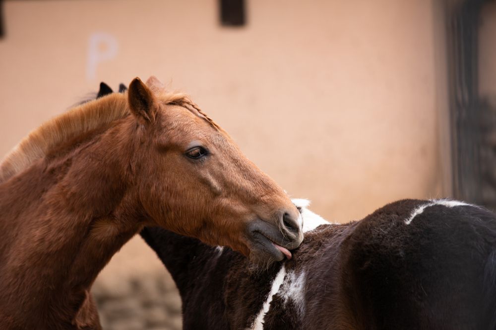 Фотография автора Анастасия Лившиц
