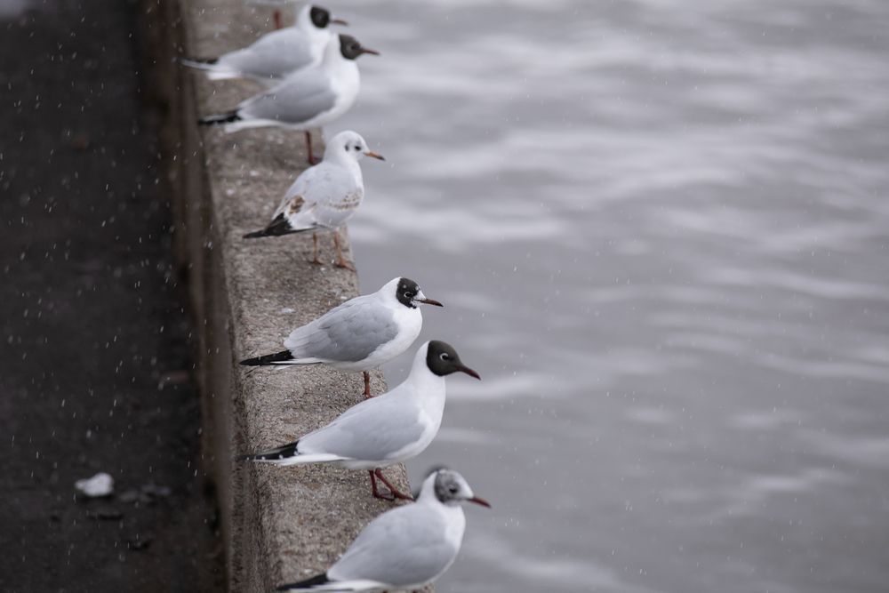 Photograph by Анастасия Лившиц