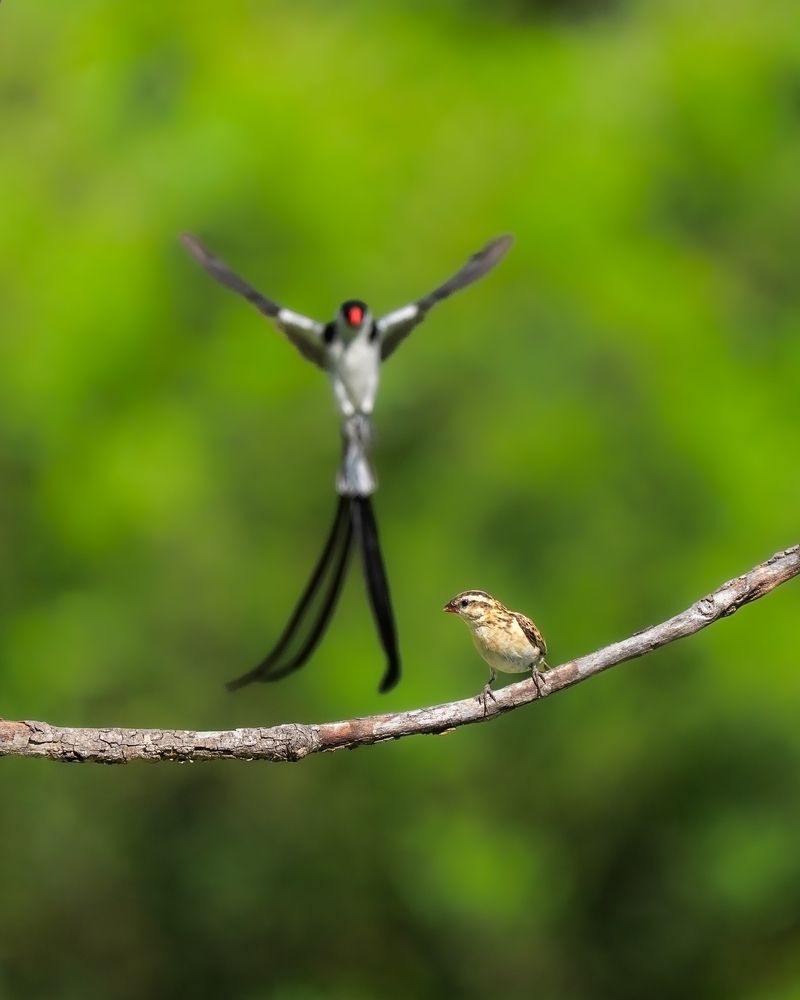 Photograph by Shebin Philip
