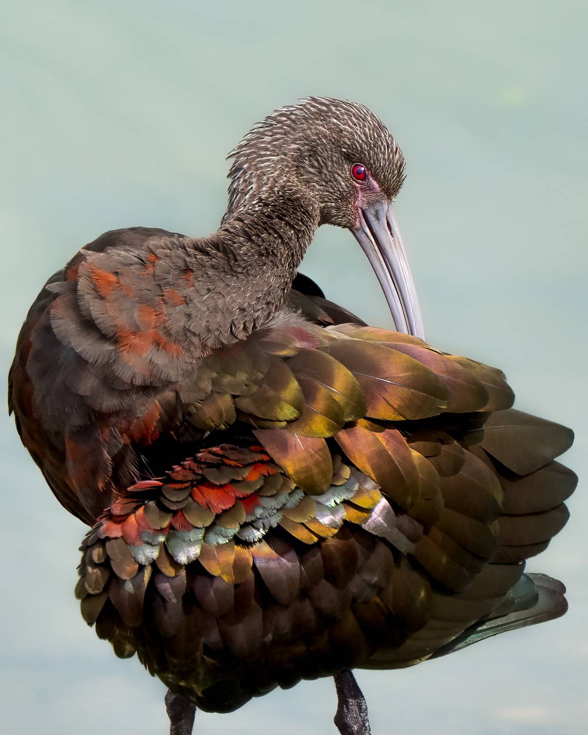 Фотография #13100695