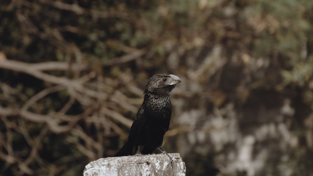 Photograph by Daniel Pichardo