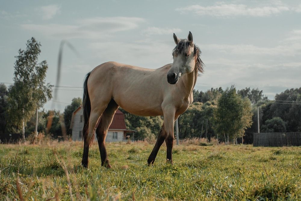 Фотография автора Анастасия Кобелева