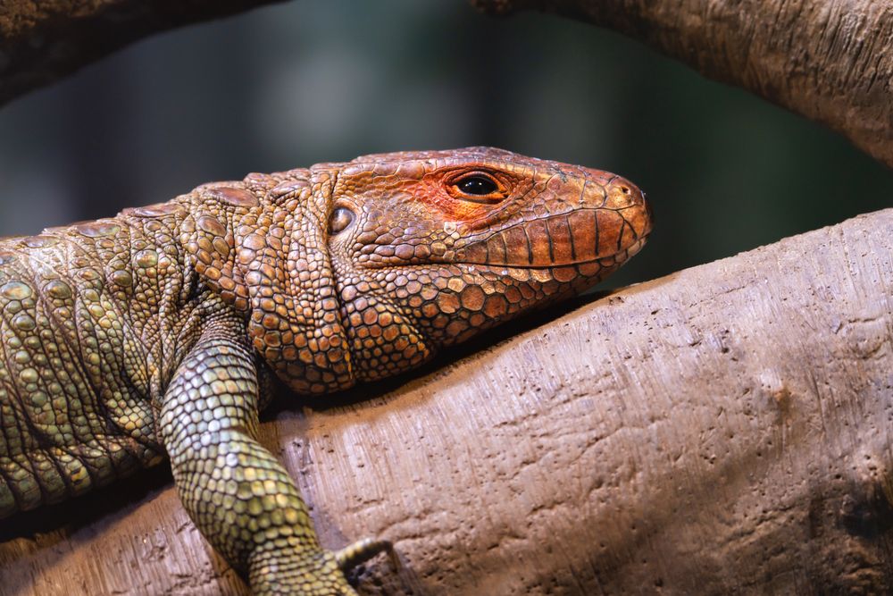 Photograph by Athul Konikkara