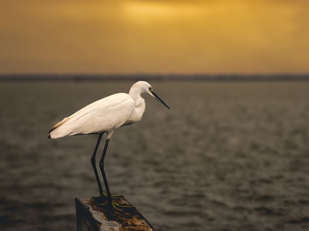 Photograph by Santhosh venkataraman