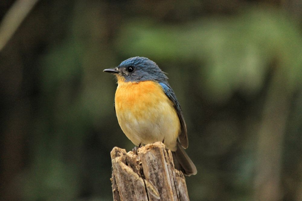 Photograph by anvita trivedi