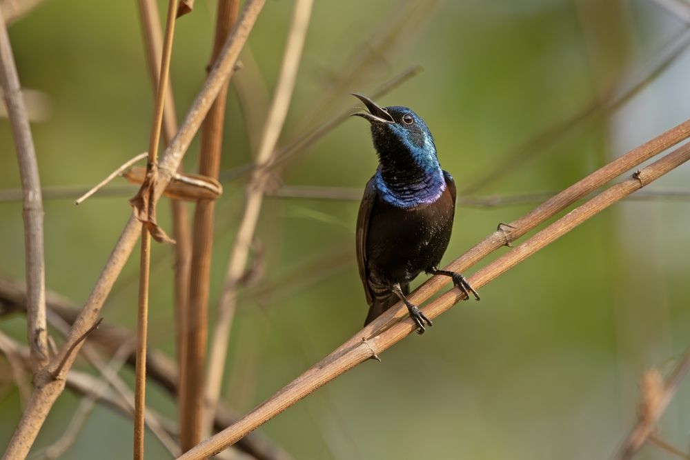 Glittering Sunbird