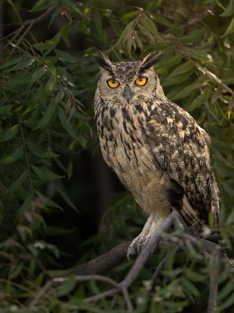 Biggest Owl of India