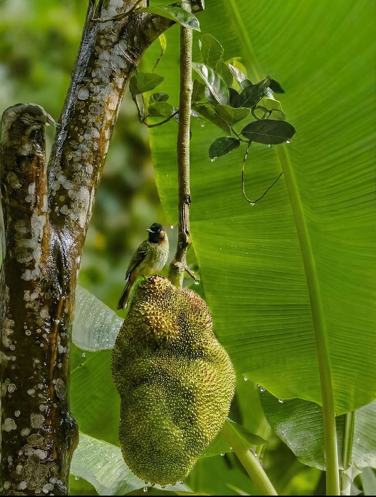 Фотография автора Edi Hidayat