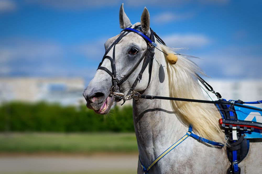 Фотография автора Александр Перегудов