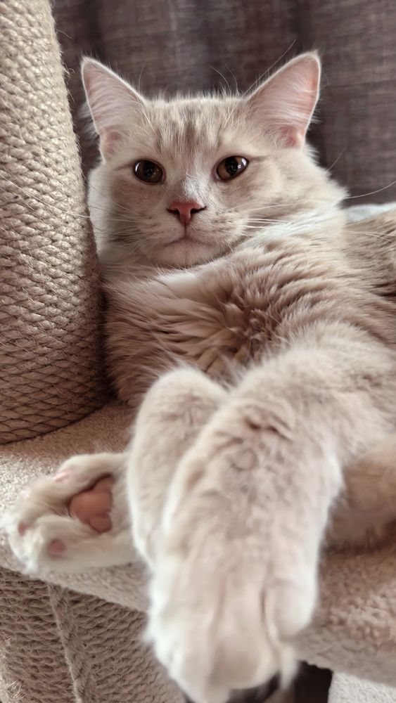 Кот Семён