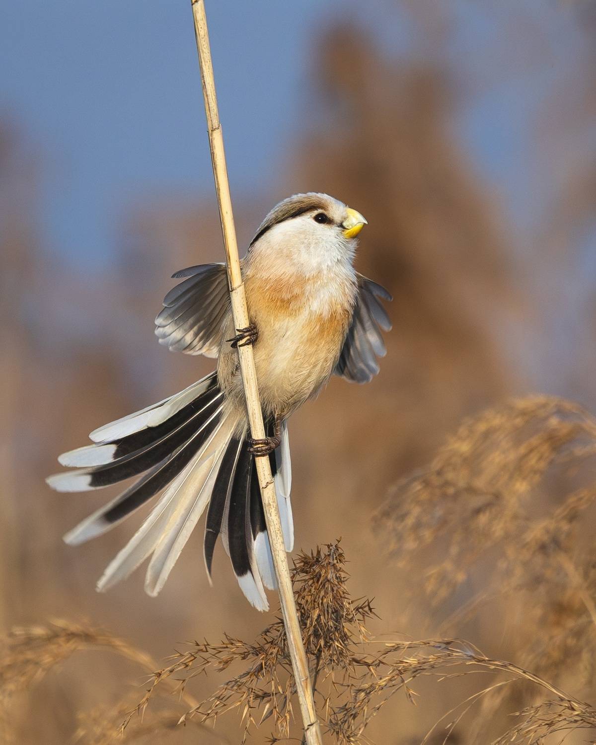 Фотография #13101144