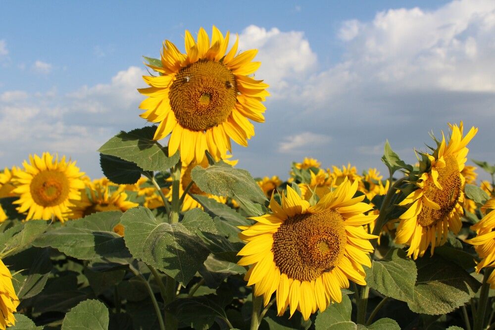 Photograph by Любовь Войводич