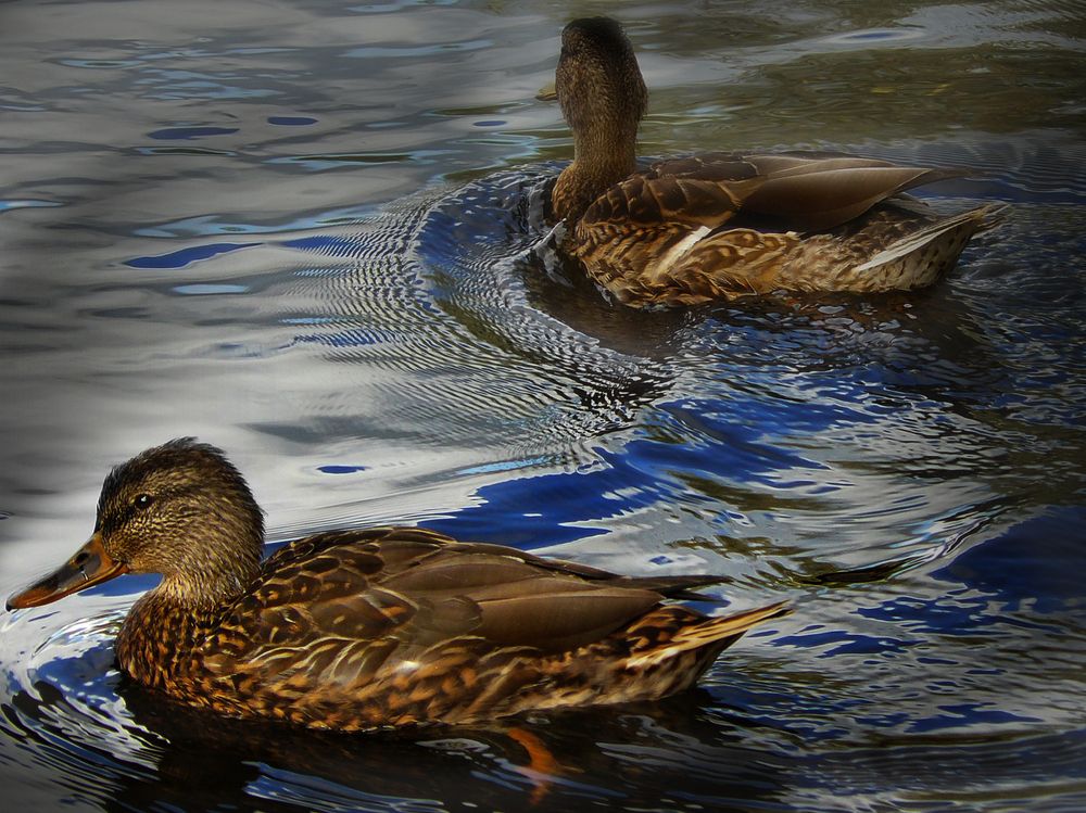 Photograph by Валерий Алфимов