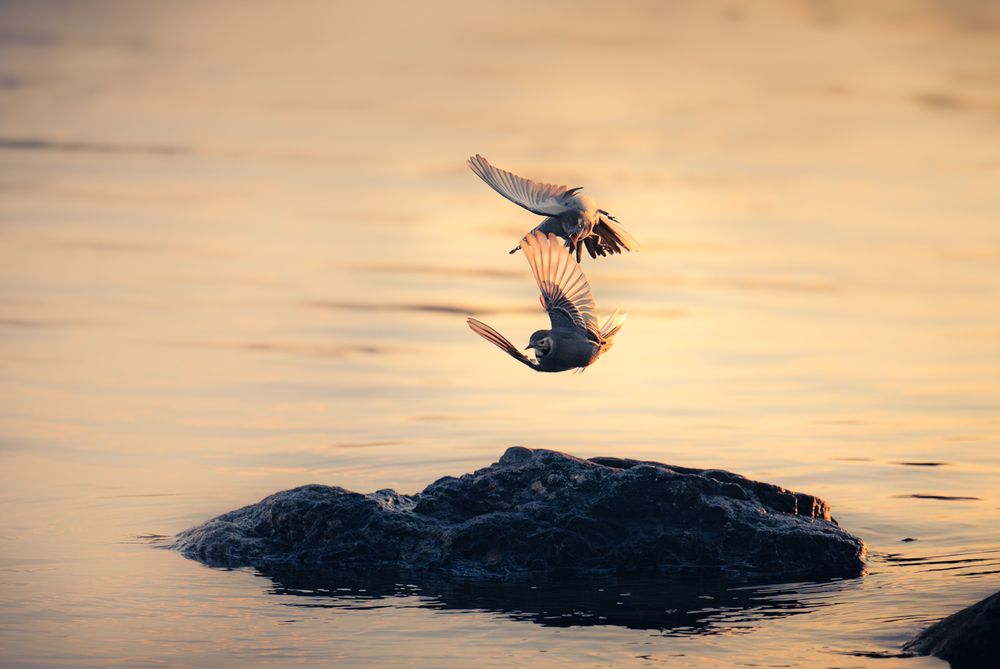 Photograph by Andreas Lundmark