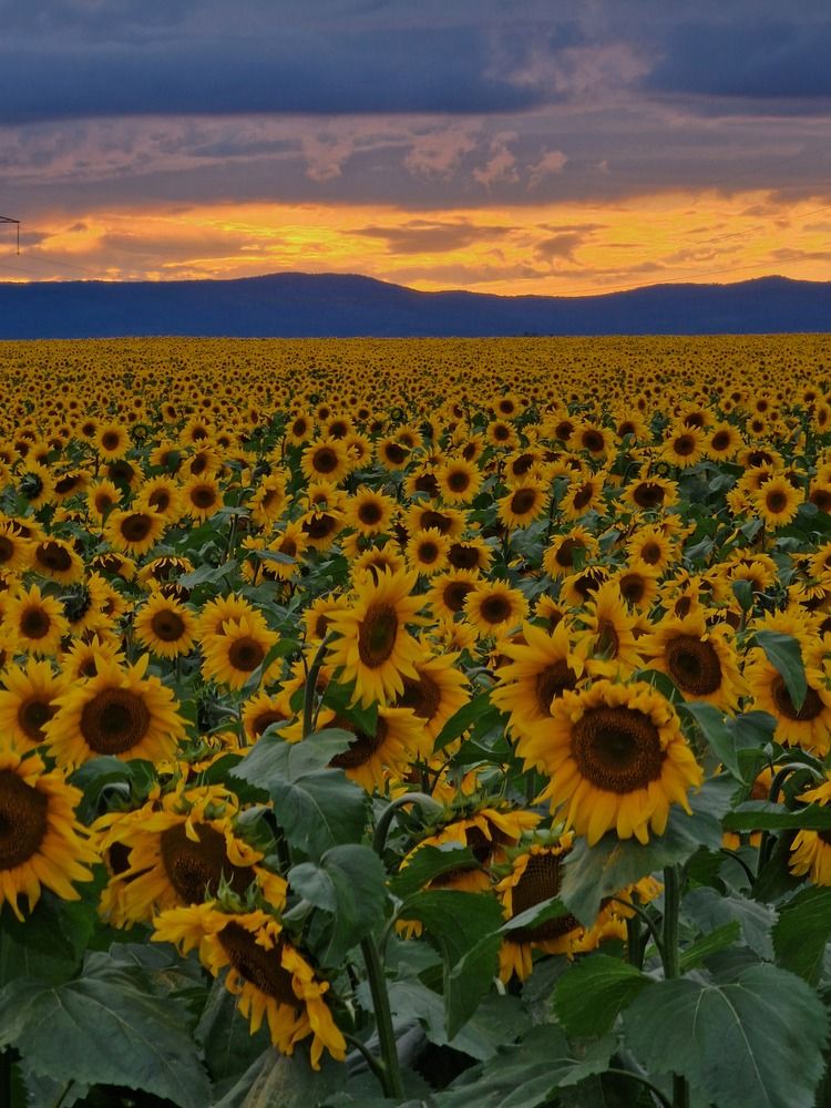 Photograph by Алексей Ворочев